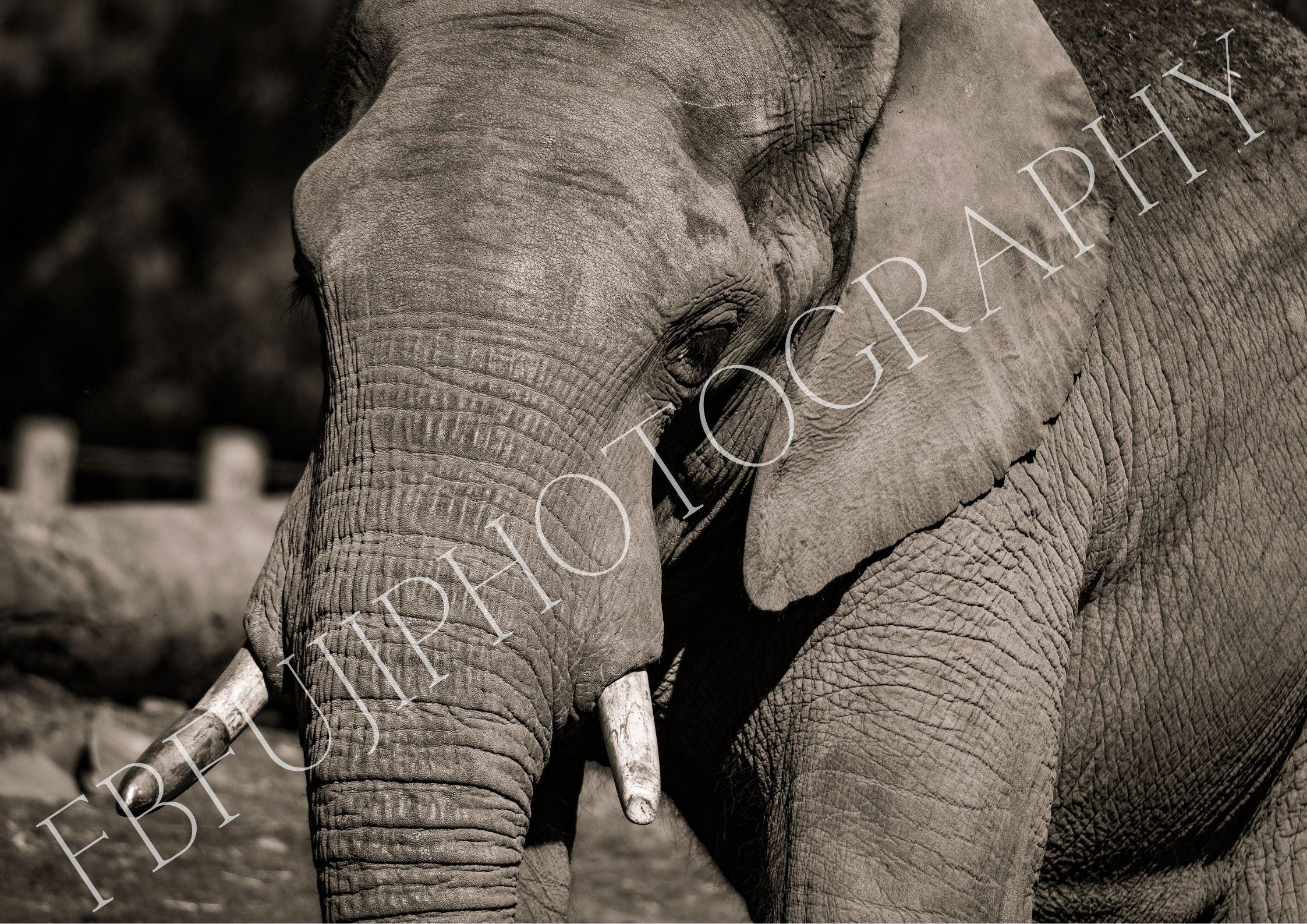 ELEPHANT