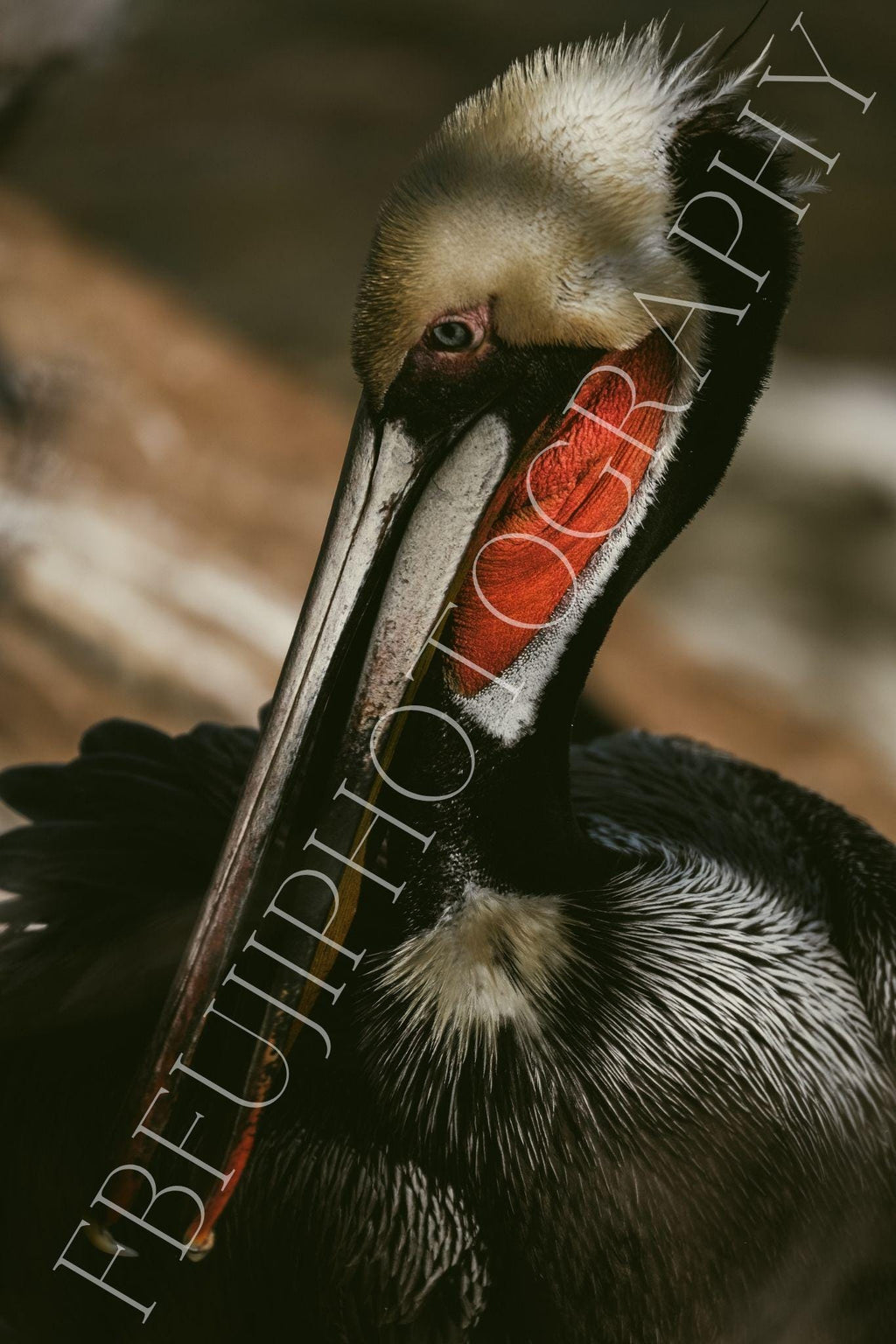 PELIKAN