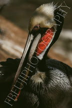 PELIKAN