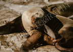 SEALION