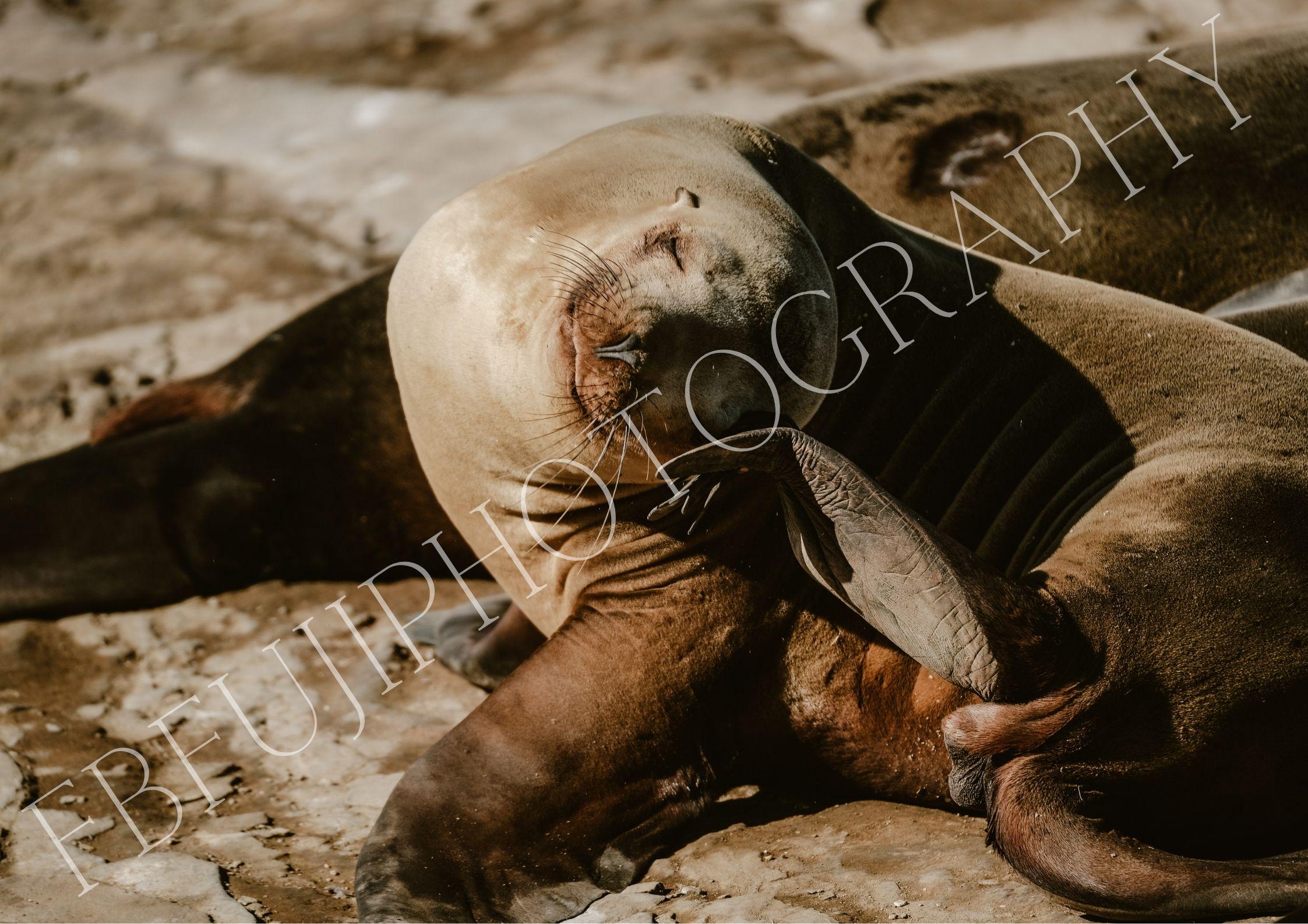 SEALION