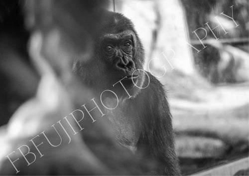ANCESTOR