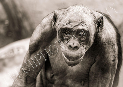 ANCESTOR MOTHER