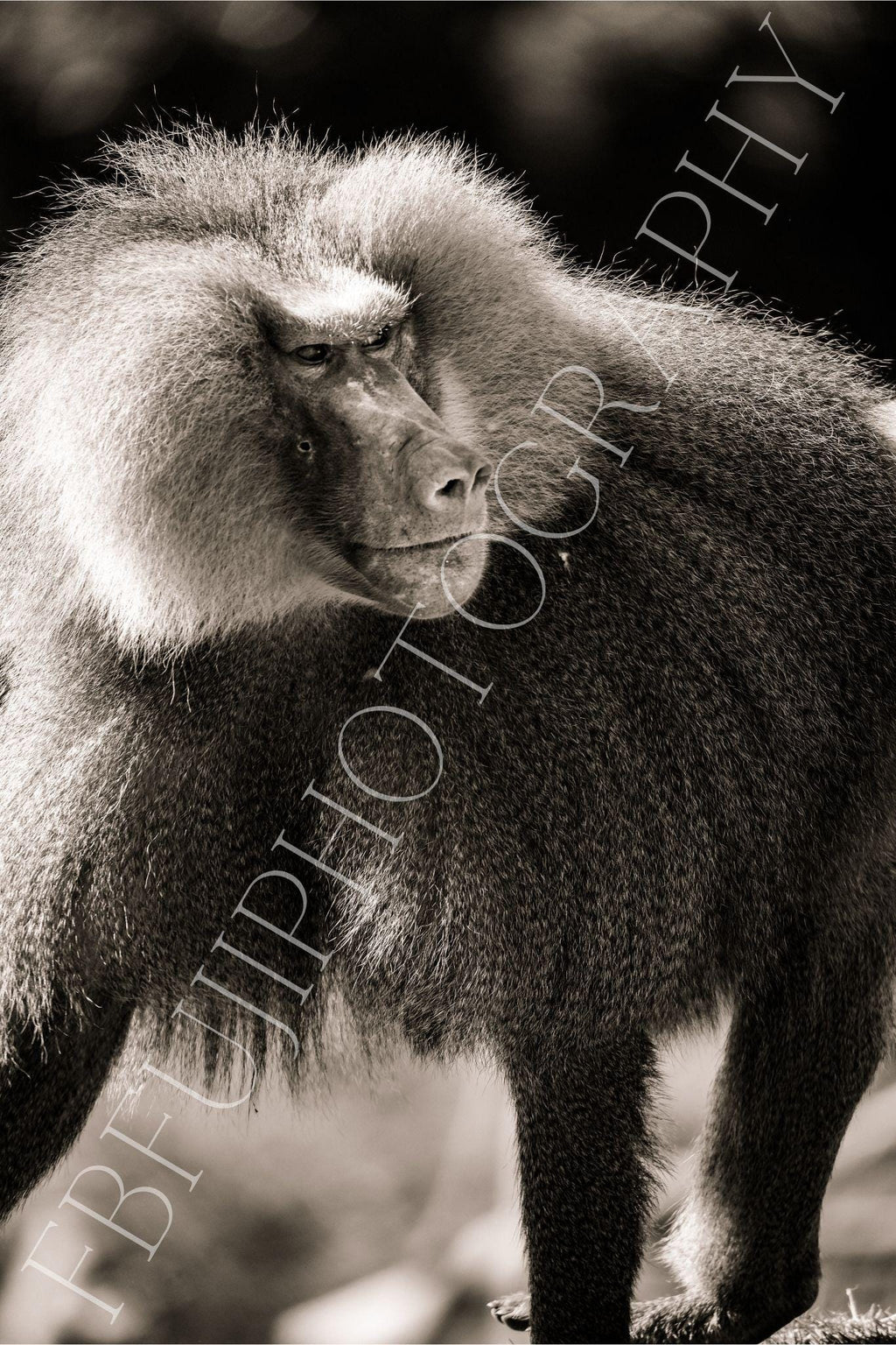 WILDLIFE