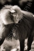WILDLIFE
