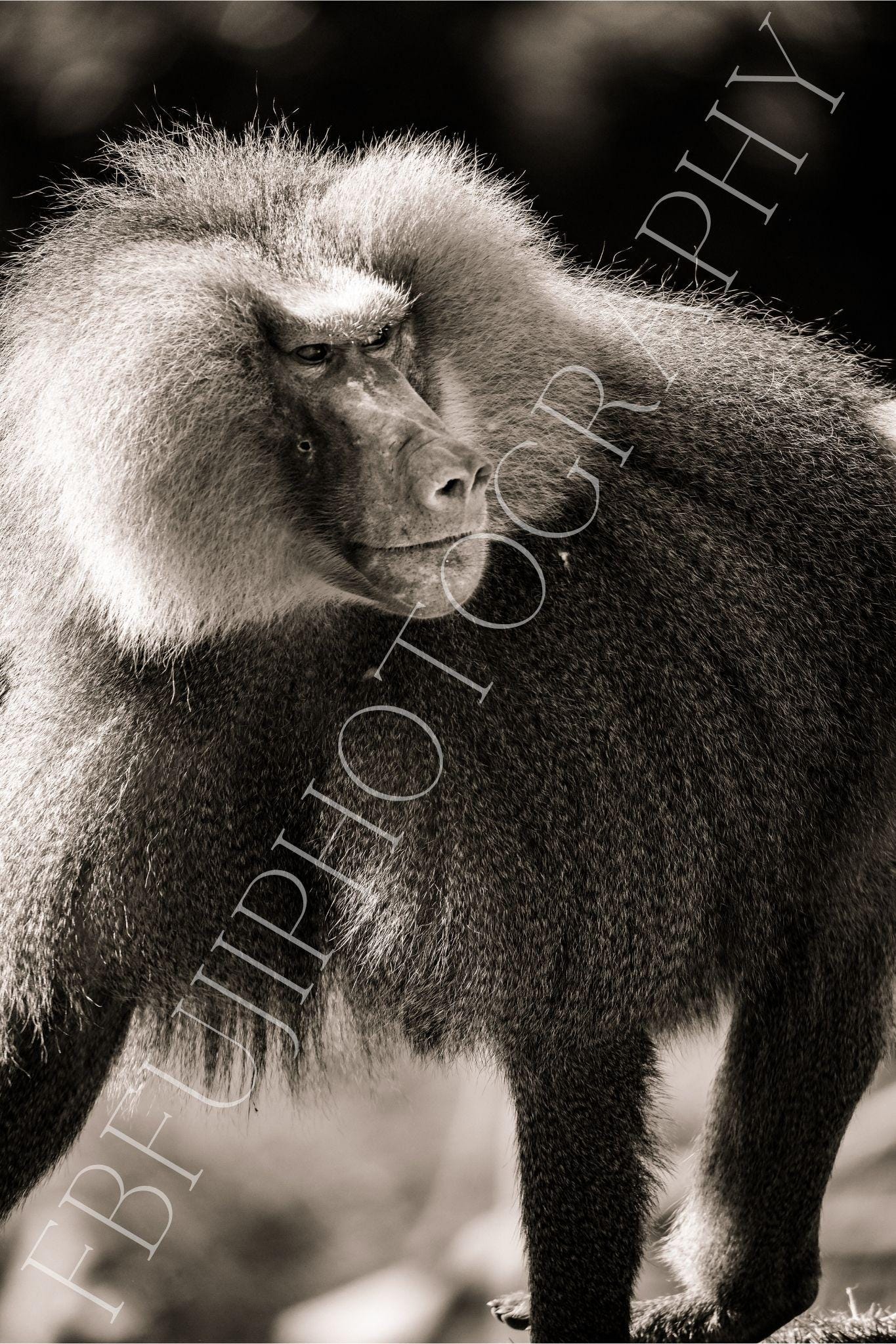 WILDLIFE